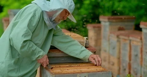 Beekeeper takes out a frame with honeycombs; on the frame there is a lot of Stock Footage 135685375