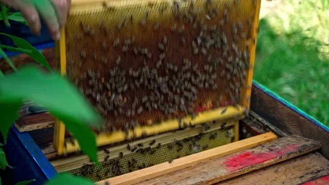 The beekeeper takes out a frame with honeycombs and honey from the hive Stock Footage 160047410