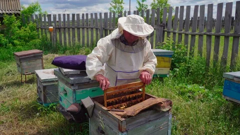 The beekeeper takes out a frame with uterus, bees. Works in the apiary. The Stock Footage 114128065