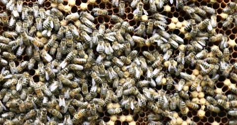 The beekeeper takes out frames with honeycombs. A beekeeper works in hives Stock-Footage 152591482