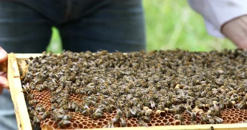 The beekeeper takes out frames with honeycombs. A beekeeper works in hives Stock Footage 152591524