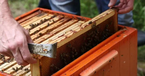 The beekeeper takes out frames with honeycombs. A beekeeper works in hives Stock Footage 152591569
