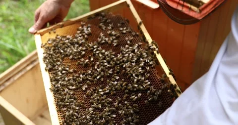 The beekeeper takes out frames with honeycombs. A beekeeper works in hives Stock-Footage 152591701