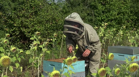 The beekeeper takes out a framework Stock Footage 53356048