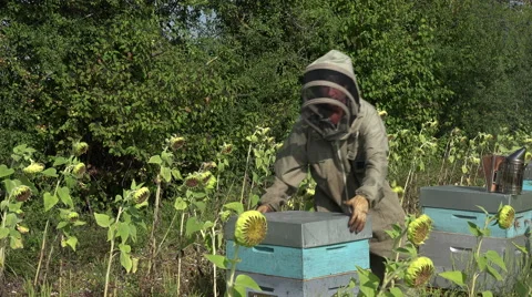 The beekeeper takes out a framework Stock Footage 53362897