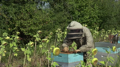 The beekeeper takes out a framework Video stock 53364103