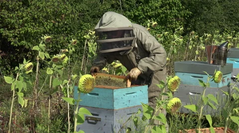 The beekeeper takes out a framework Stock Footage 53364756
