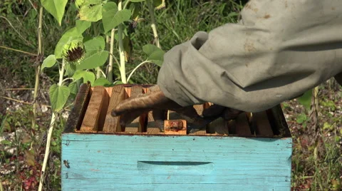 The beekeeper takes out a framework Stock Footage 53422874