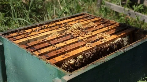 Beekeeper is taking a frame with full of bees into the hive Stock Footage 77217110