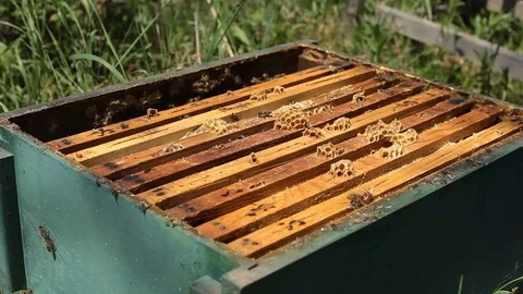 Beekeeper is taking a frame with full of bees into the hive Stock Footage 77219013