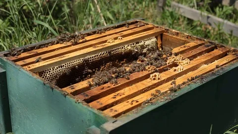 Beekeeper is taking a frame with full of bees into the hive Stock Footage 77223392