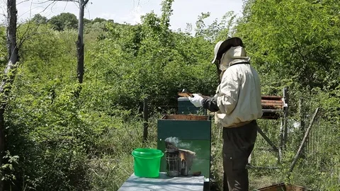 Beekeeper is taking a frame with full of bees into the hive Stock Footage 80622440