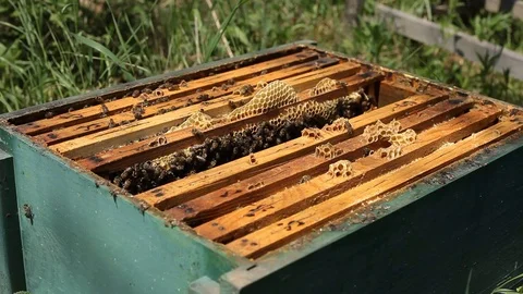 Beekeeper is taking a frame into the hive during honey harvest Stock Footage 77217887