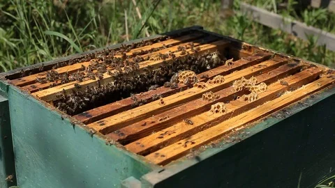 Beekeeper is taking a frame into the hive during honey harvest Stock Footage 77218004