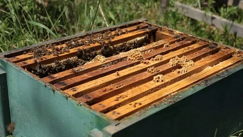 Beekeeper is taking a frame into the hive during honey harvest Stock Footage 77218495