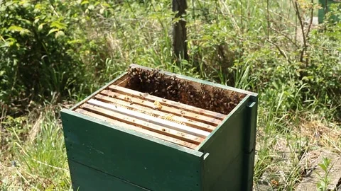 Beekeeper is taking a frame into the hive during honey harvest Stock Footage 80620164