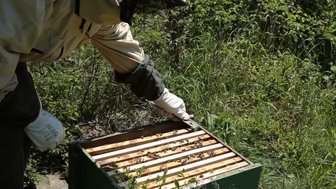 Beekeeper is taking a frame into the hive Stock Footage 77214374