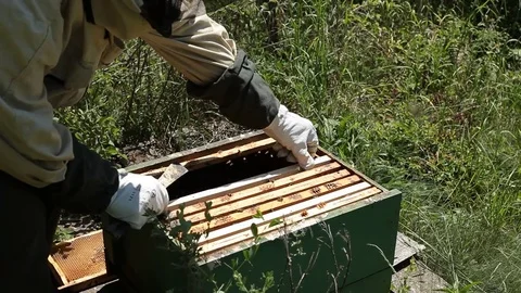 Beekeeper is taking a frame into the hive Stock Footage 77214802