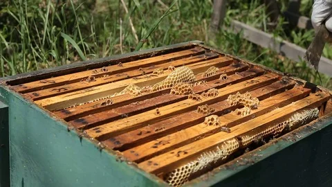 Beekeeper is taking a frame into the hive Stock Footage 77216621