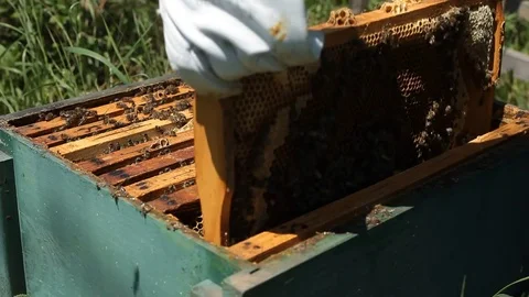 Beekeeper is taking a frame into the hive Stock Footage 77217415