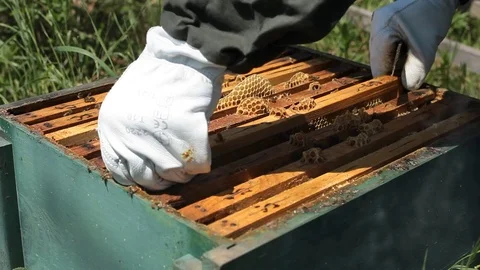Beekeeper is taking a frame into the hive Stock Footage 77217711