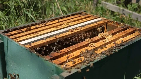 Beekeeper is taking a frame into the hive Stock Footage 77223932