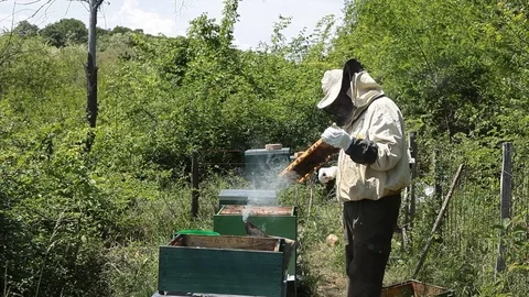 Beekeeper is taking a frame into the hive Stock Footage 80623139