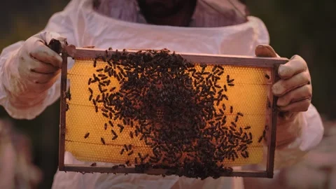 Beekeeper taking out the cover of a beehive 스톡 동영상 241707208