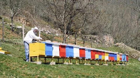 A Beekeeper Taking Out a Honeycomb from the Hive to Inspect Bees. Stock Footage 88306772