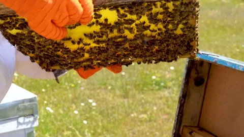 Beekeeper taking out a honeycomb from the hive, wearing orange protective glo Stockbeeldmateriaal 204935181