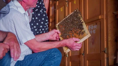 Beekeeper talking about the vector and the bees in the apiary Stock Footage 54419630