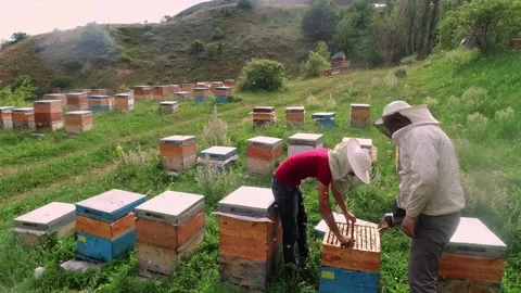 Beekeeper Team Stock Footage 340649591