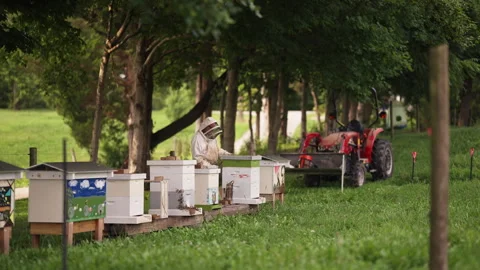 Beekeeper tending hives Stock-Footage 287894075