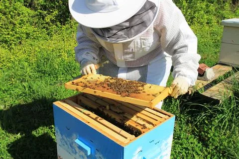 Beekeeper Tending to their Bees Stock Photos