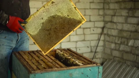The beekeeper throws the bees off the frame with honeycombs for further honey 스톡 동영상 204938509