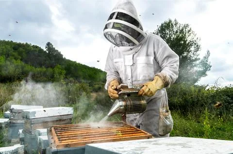 Beekeeper throws smoke over the hive Foto stock
