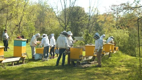 Beekeeper Timelapse Stock Footage 91101599