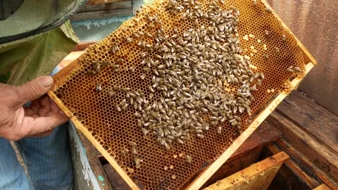 The beekeeper took a frame with bees from the hive and examines Stock Footage 196225488