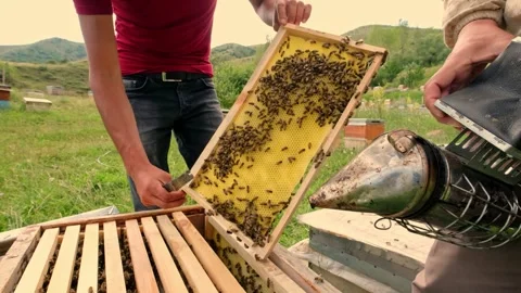 Beekeeper Training Stock Footage 340649987