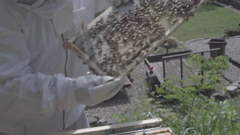 Beekeeper turns frame to reveal cluster of honeybees Stock Footage 134550062