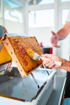 Beekeeper Uncapping Capped Honeycombs with a Capping Scratcher Stock Photos