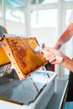 Beekeeper Uncapping Capped Honeycombs with a Capping Scratcher in Motion Stock Photos