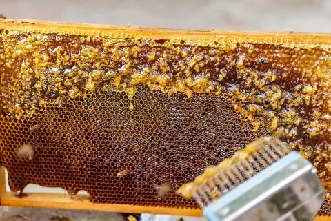 Beekeeper Uncapping Honeycomb Frame with Fork in Apiary Close Up of Honey E.. Stock Photos