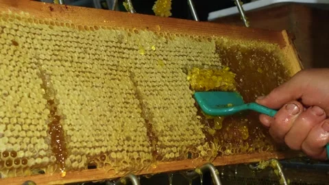 Beekeeper Uncapping Honeycomb Frame Before Honey Extraction Stock Footage 343885273