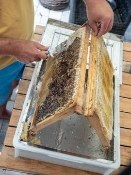 Beekeeper uncapping honeycomb with special beekeeping fork. Stock Photos