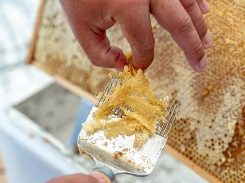 Beekeeper uncapping honeycomb with special beekeeping fork. Stock Photos