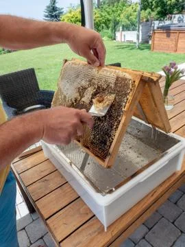 Beekeeper uncapping honeycomb with special beekeeping fork. Stock Photos