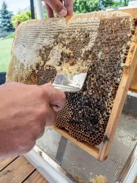 Beekeeper uncapping honeycomb with special beekeeping fork. Foto stock