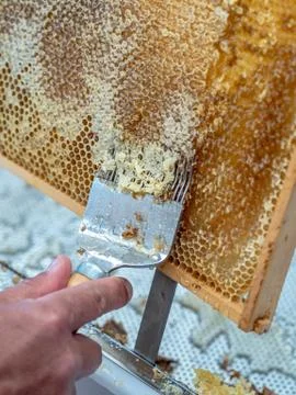 Beekeeper uncapping honeycomb with special beekeeping fork. Stock Photos