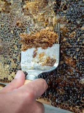 Beekeeper uncapping honeycomb with special beekeeping fork. Stock Photos